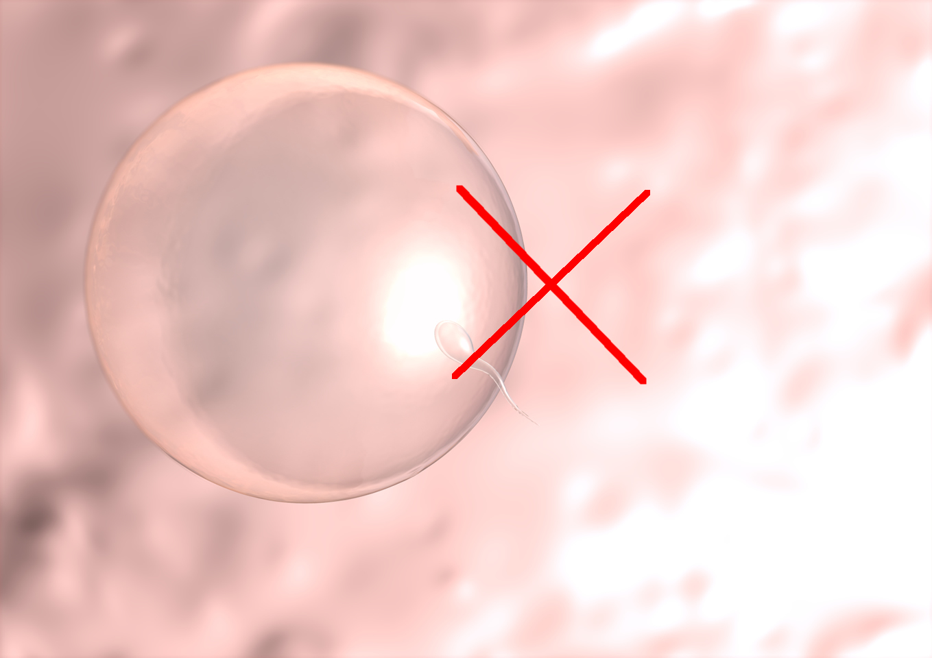 精子の授精を阻害